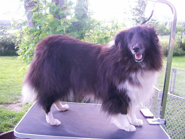 Cryptic blue clearance sheltie